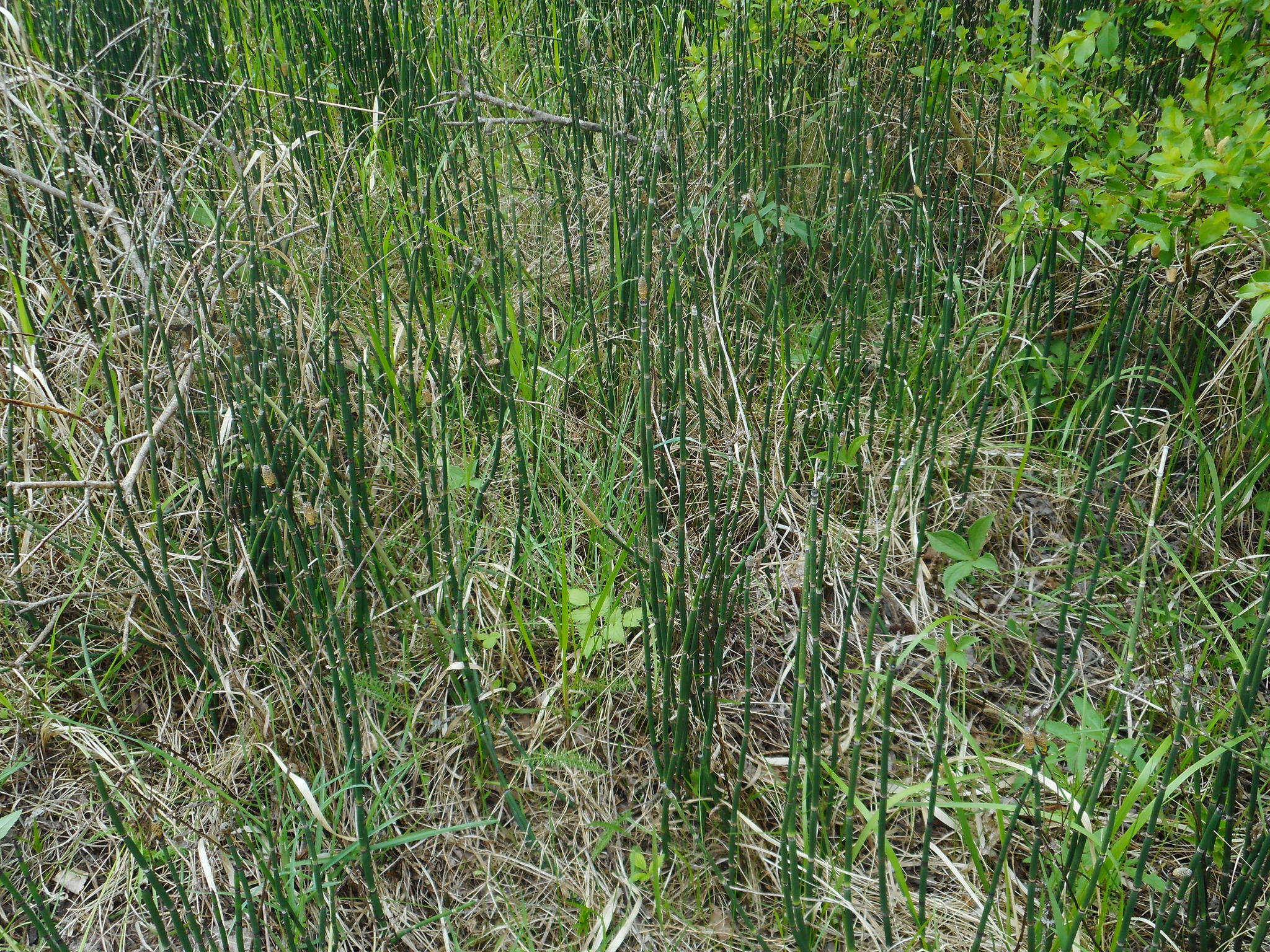 Equisetum hyemale